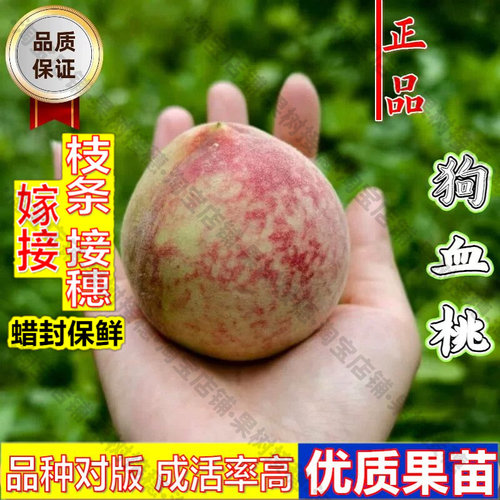 嫁接接穗枝条码子芽老品种保安狗血桃树果苗盆栽庭院地栽朱砂红肉
