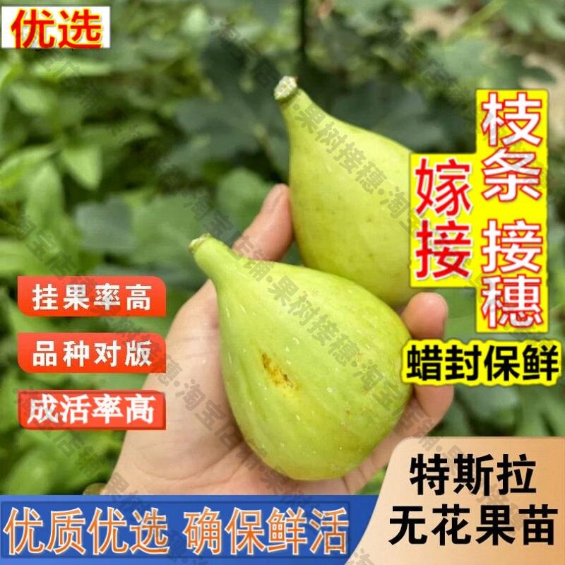 嫁接接穗枝条码子芽斯特拉无花果树苗抗寒糖心红心无花果苗北南方图片