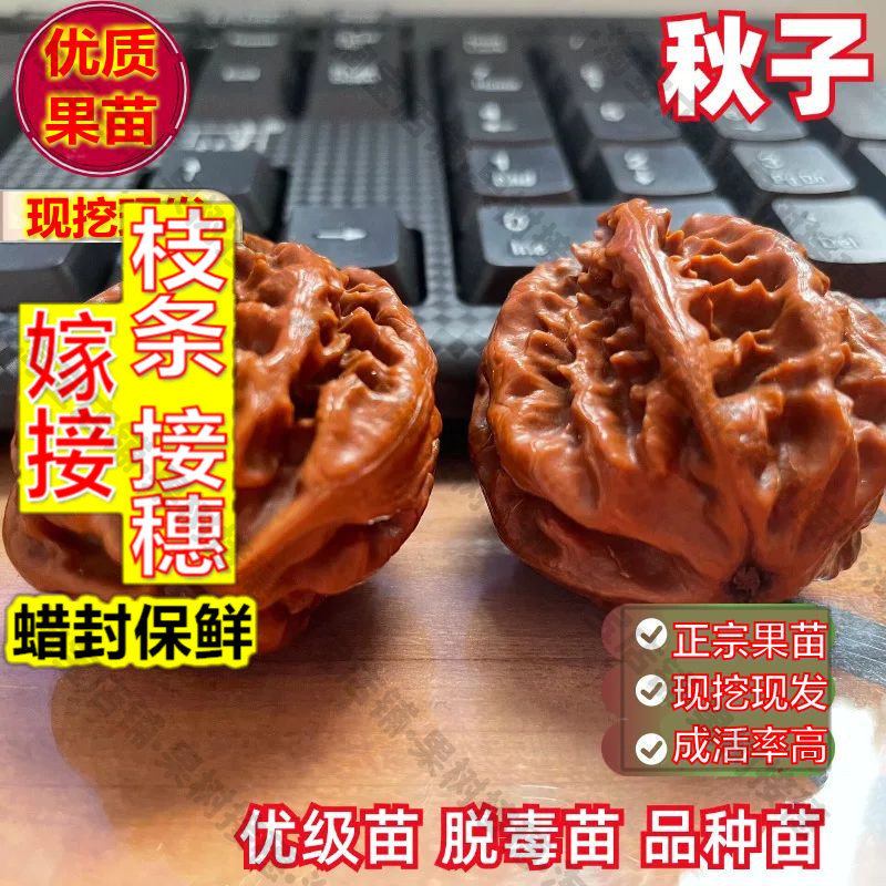 嫁接接穗枝条码子芽文玩核桃树苗秋子京八棱磨盘小手捻山核桃苗盆