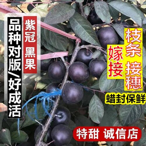 嫁接接穗枝条码子芽新品种紫冠中华钙果树苗黑珍珠欧李苗稀有果树