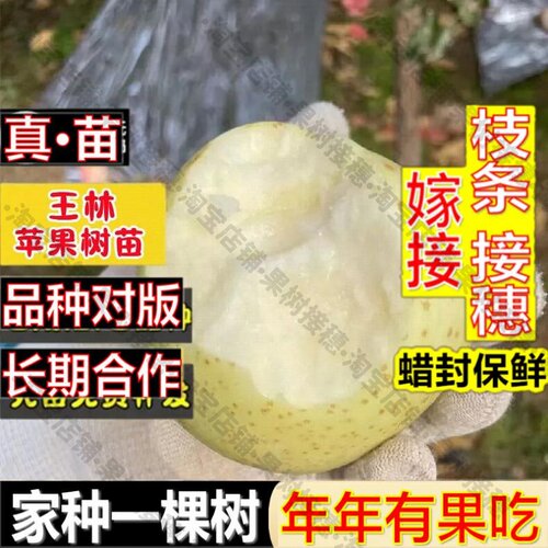 嫁接接穗枝条码子芽嫁接王林苹果苗正绿脆香苹果树苗青苹果梨大脆