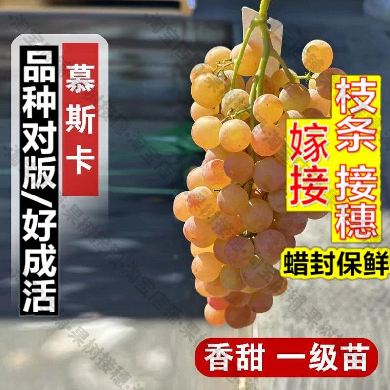 嫁接接穗枝条码子芽智利香水慕美人白葡萄树苖盆栽爬藤酿酒慕斯卡