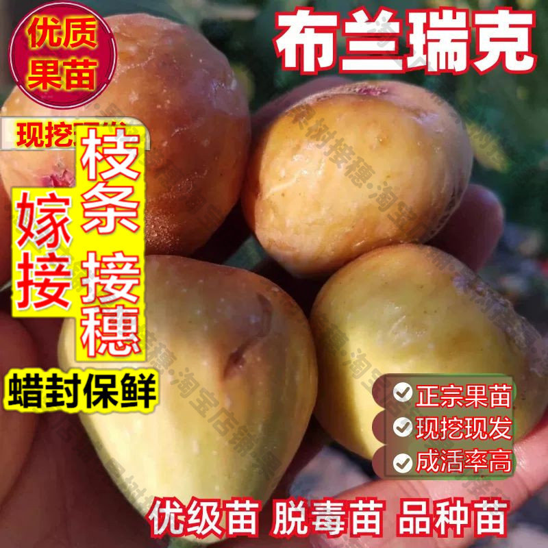 嫁接接穗枝条码子芽无花果树苗果盆栽地栽布兰瑞克无花果苗树苗南图片