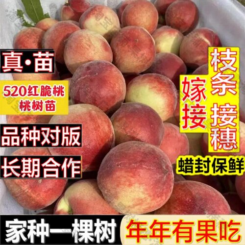 嫁接接穗枝条码子芽嫁接桃树苗早熟桃树苗新品种五月中旬成熟极早