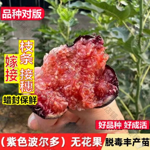嫁接接穗枝条码子芽紫色波尔多无花果小波无花果苗盆栽果树苗南北
