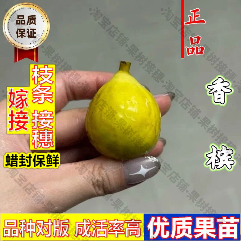 嫁接接穗枝条码子芽无花果树果苗阳台室内盆栽路易斯香槟无花果苗图片