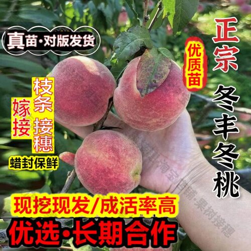 嫁接接穗枝条码子芽特晚熟冬丰冬桃苗11月新品种脆甜青州蜜桃树苗