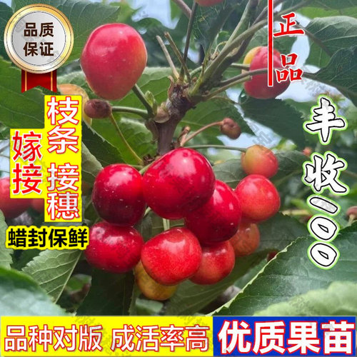 嫁接接穗枝条码子芽耐寒丰百大樱桃树苗嫁接抗冻车厘子树苗丰收10