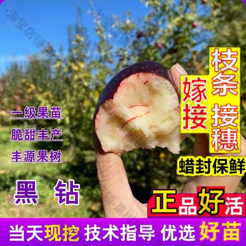 嫁接接穗枝条码子芽云南昭通黑卡苹果树苗嫁接特大庭院盆栽脆甜黑