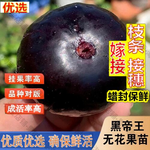 嫁接接穗枝条码子芽黑帝王无花果树苗双色高甜软糯耐寒无花果苗盆