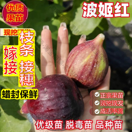 嫁接接穗枝条码子芽无花果树果苗带果盆栽矮化地栽南方北方种植波