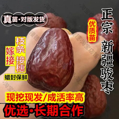 嫁接接穗枝条码子芽新疆和田大红枣苗树骏枣树苗特大枣树活苗盆栽