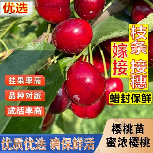 嫁接接穗枝条码子芽蜜浓车厘子树苗嫁接大樱桃苗耐寒北方南方种植