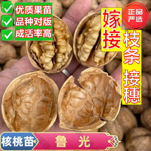 嫁接接穗枝条码子芽山东鲁光核桃树苗耐寒庭院盆地栽薄皮核桃树苗