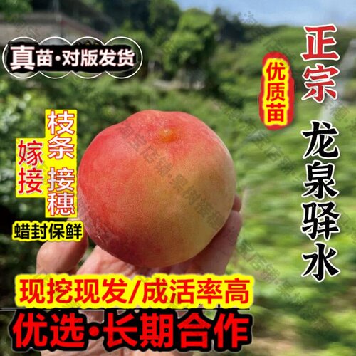 嫁接接穗枝条码子芽桃树果苗龙泉驿皮球桃水蜜桃树苗盆栽地栽南北
