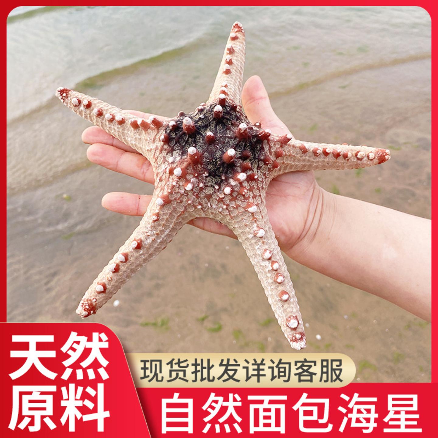 面包海星贝壳五指霸王地中海贴墙