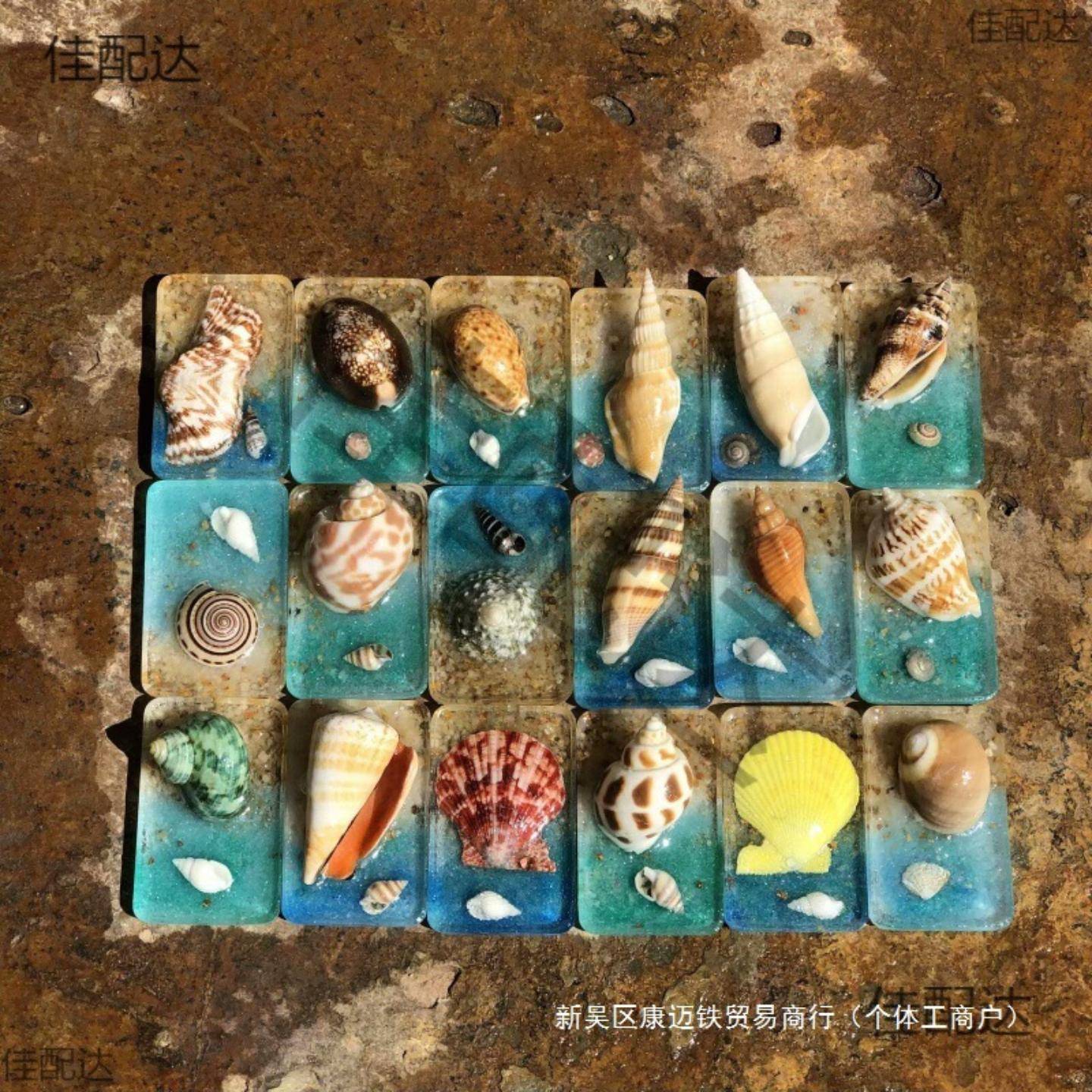天然贝壳海螺冰箱贴家居工艺品