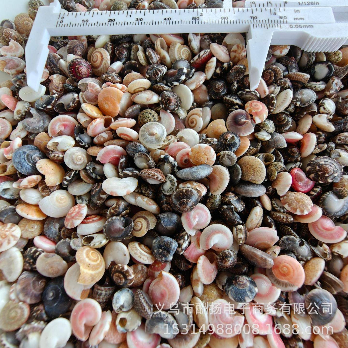 彩平昌螺贝壳海螺按称斤海星摆件