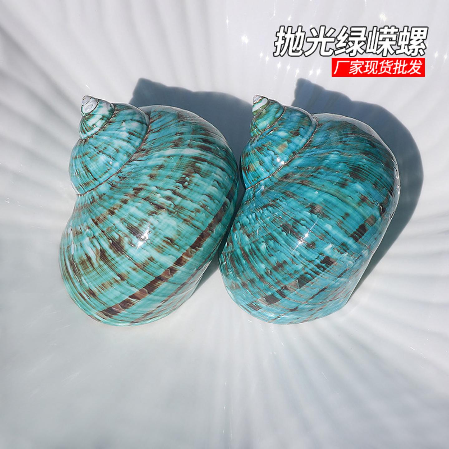 抛光绿螺帝王嵘螺家居装饰摆件