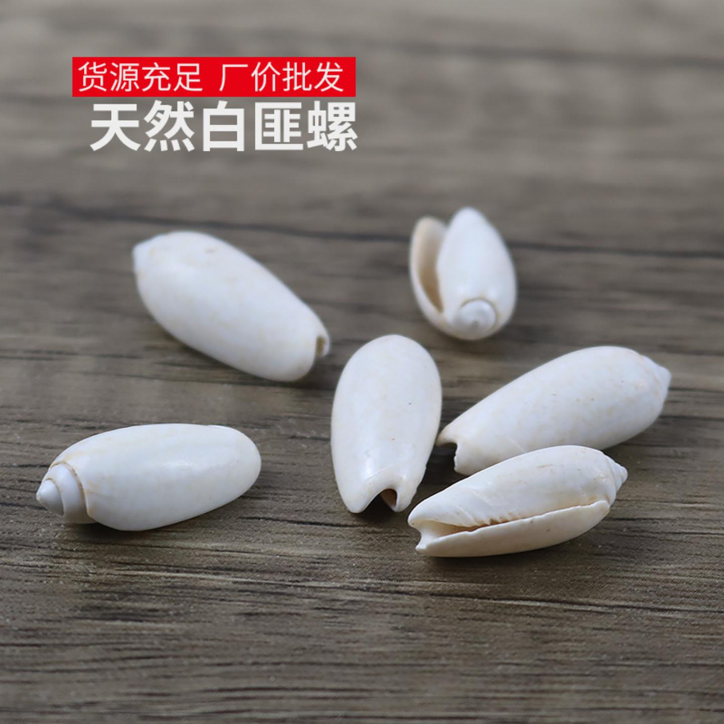 天然贝壳海螺仙女螺白匪螺家居
