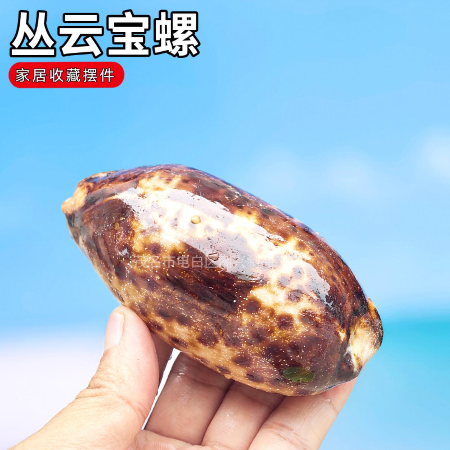 10-14cm天然大海螺贝壳丛云宝螺