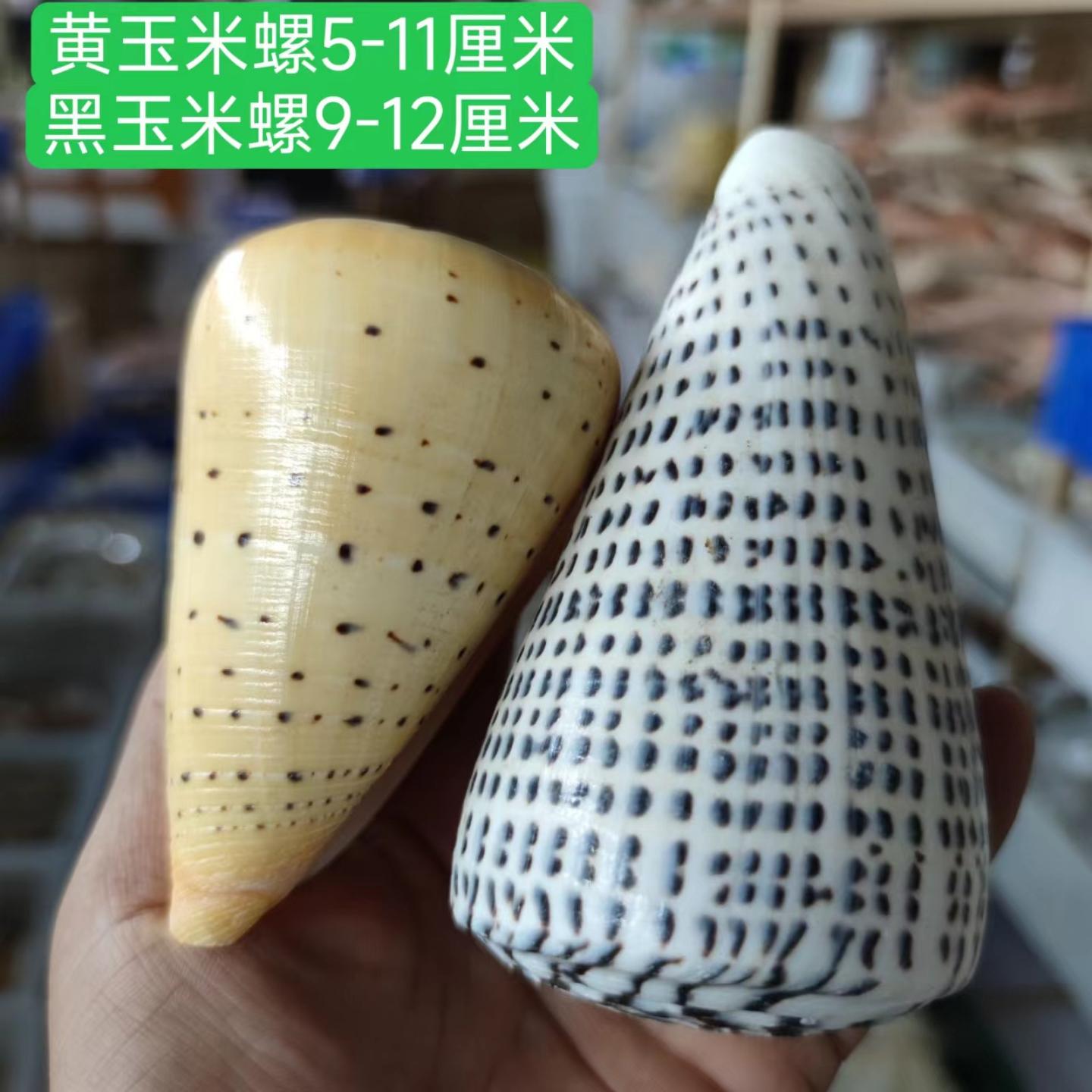 天然黄玉米黑玉米螺竽螺5-12