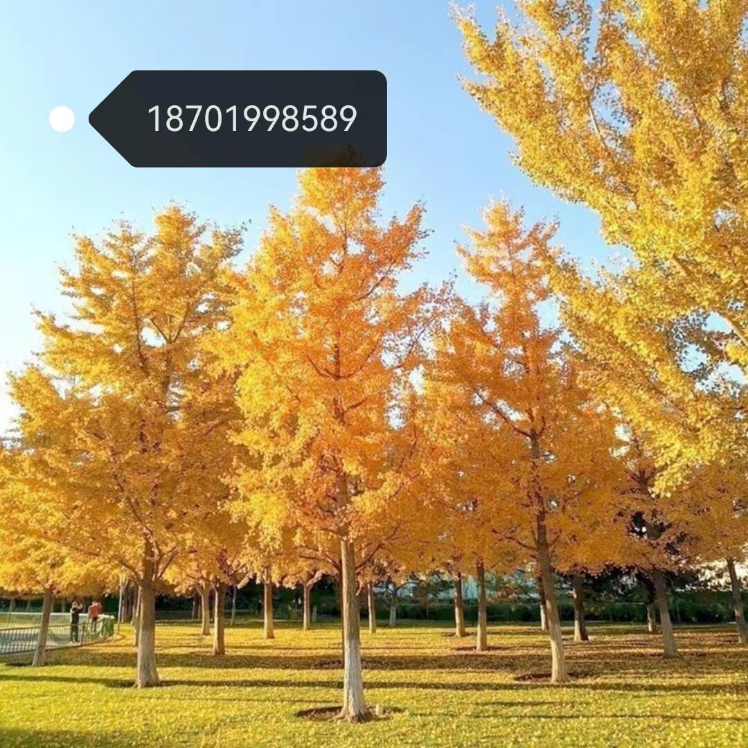 金叶银杏树活苗白果树苗占地拆迁银杏树苗名贵庭院风景树彩色苗木