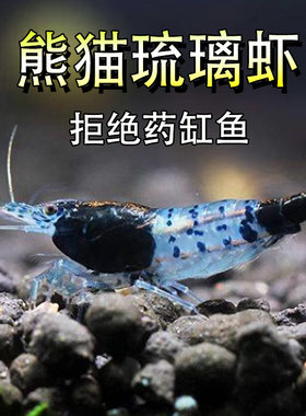 熊猫琉璃虾除藻虾淡水观赏