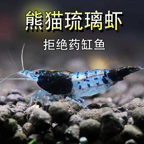 熊猫琉璃虾除藻虾淡水观赏