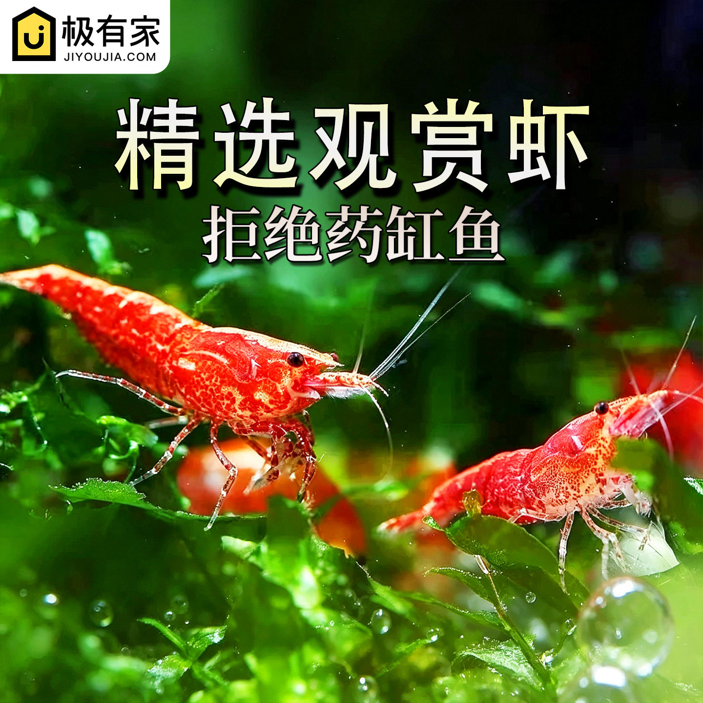 樱花虾观赏虾除藻虾工具虾水晶虾极火虾烤漆虾香吉士虾淡水米虾螺