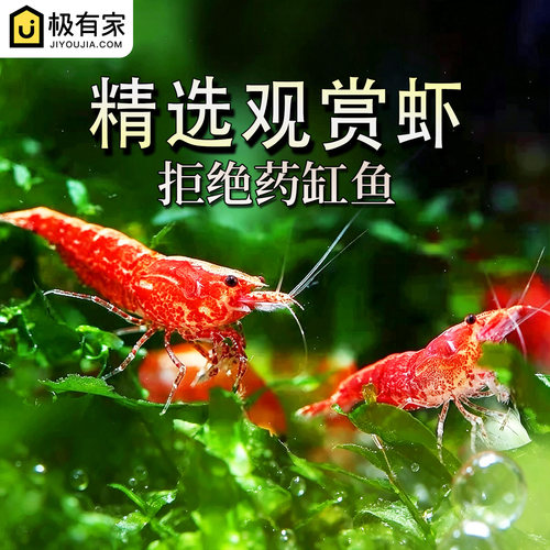 樱花虾除藻工具清洁虾观赏虾包邮