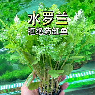 水罗兰水草植物真草鱼缸水草造景水族活净水阴性新手懒人造景套餐