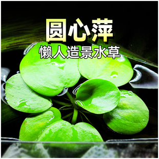 圆心萍浮萍水草鱼缸净水槐叶清新鱼缸造景活体植物水培绿植懒人