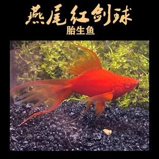 燕尾红剑球观赏鱼包免邮活体红剑红箭胎生鱼高鳍琴尾红色鸳鸯小型