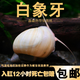 白象牙螺淡小水鱼缸除藻宠物观赏白玉神秘螺活体清理鱼粮残渣活体