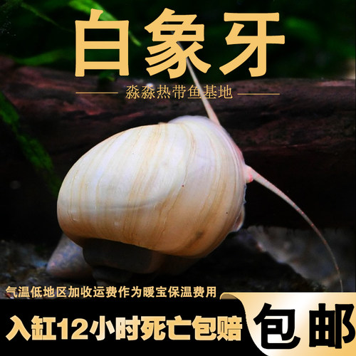 白象牙螺淡小水鱼缸除藻宠物