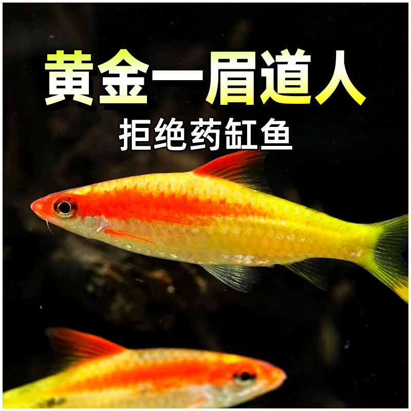黄金一眉道人鱼进口黄化白化体变异种精品红眉道人热带观赏鱼活体
