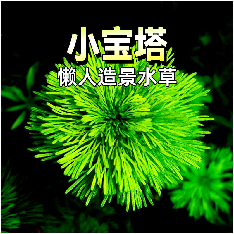 小宝塔水草新手推荐水草缸造景阴性植物懒人水草沉水型中后景水草