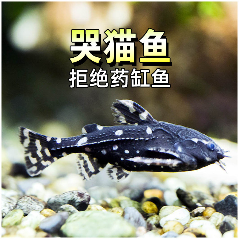 清道夫哭猫鱼水族鱼缸垃圾清理鱼缸残渣工具鱼热带鱼观赏鱼