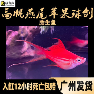 高帆燕尾苹果球剑鱼箭球体精品红剑箭鱼球型琴尾玛丽水草缸热带鱼
