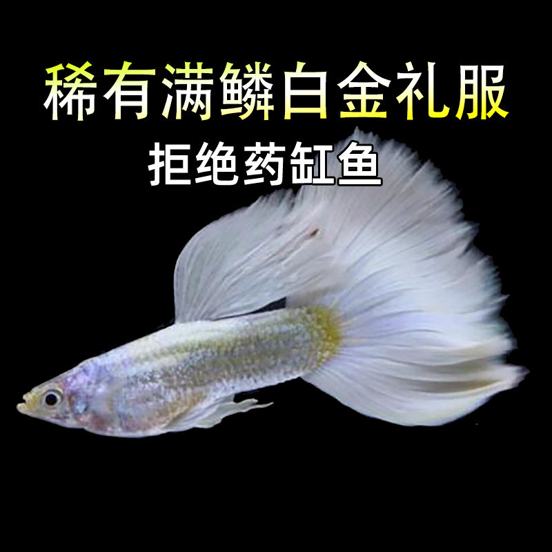 稀有满鳞白金礼服孔雀鱼观赏宠物