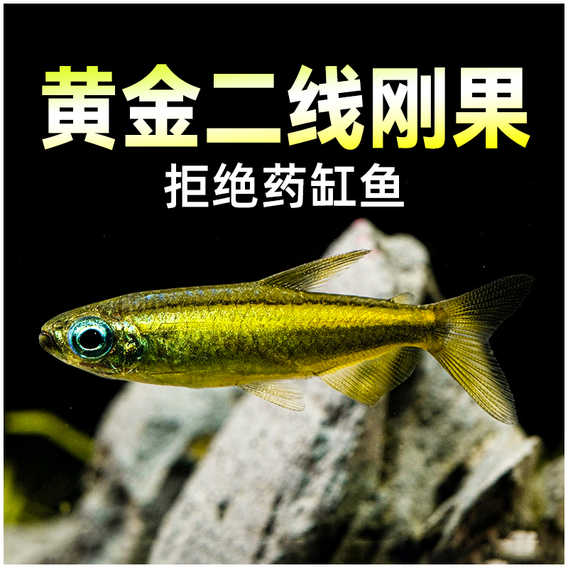 黄金二线刚果灯鱼高端灯鱼