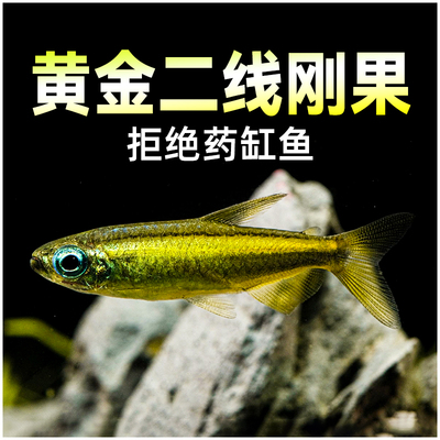 黄金二线刚果灯鱼高端灯鱼