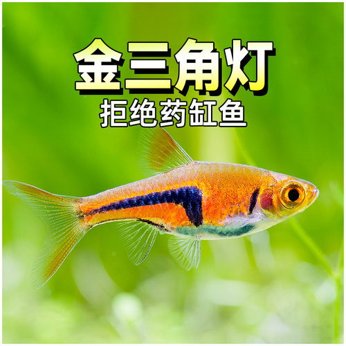 金三角灯鱼淡水鱼群游灯科鱼包邮