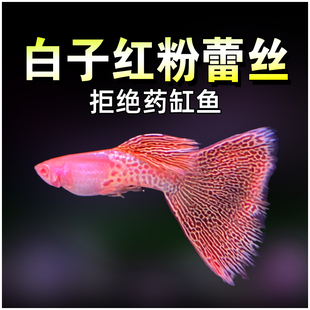新品白子红粉蕾丝精品孔雀鱼小型热带淡水观赏鱼