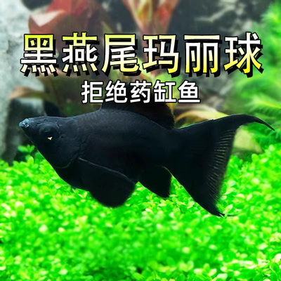 玛丽鱼球形热带观赏鱼