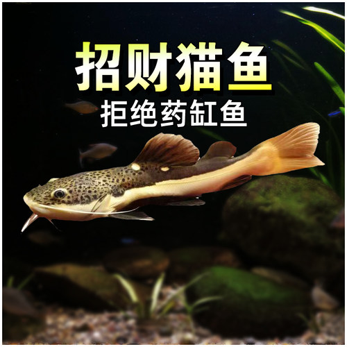 红尾招财猫鱼苗活体龙鱼热带淡水观赏鱼