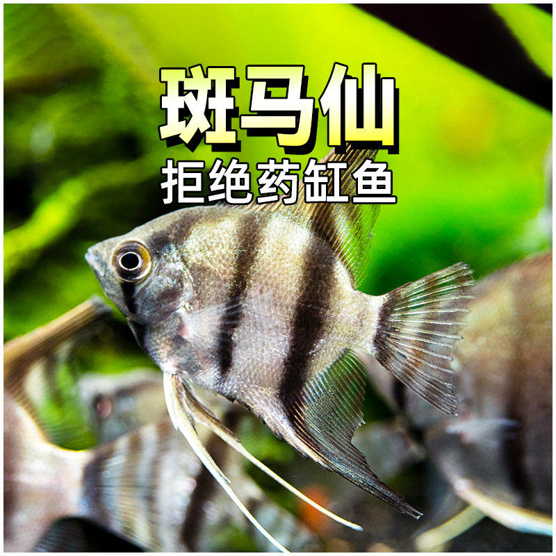 斑马仙 精品活体热带鱼缸小型淡水宠物燕子神仙鱼观赏鱼