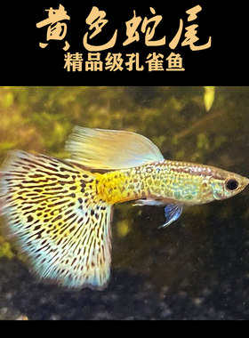 孔雀鱼小型黄色狂魔孔雀鱼