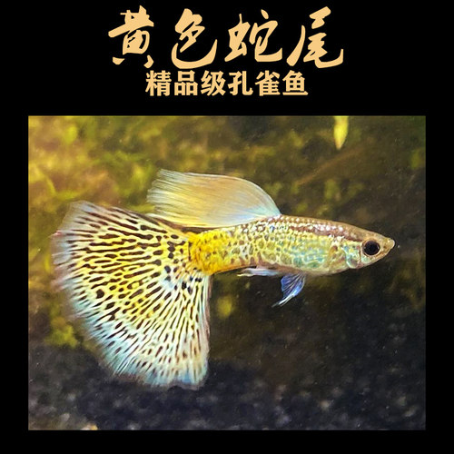 孔雀鱼小型黄色狂魔孔雀鱼
